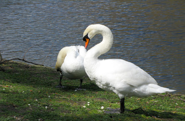 Beautiful pair of swans