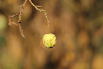 Single green apple hanging from the tree