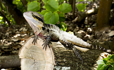 Lizard Eastern Water Dragon © Downunderphoto