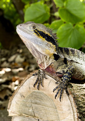 Lizard Eastern Water Dragon