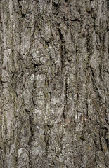 Bark detail