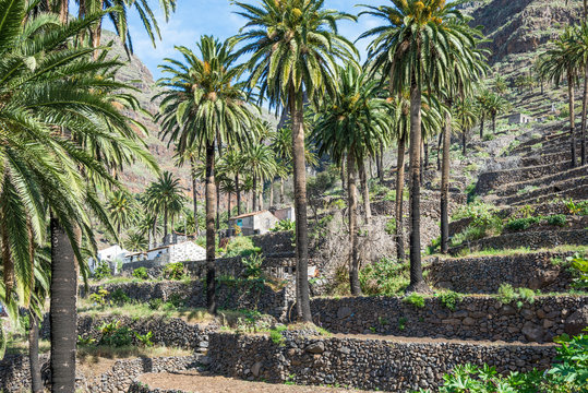 Terraced fields is a typical landscape for the Valle Gran Rey, the beautiful canyon on the Canary island La Gomera. The terraces are still used for agriculture. The valley is located on the west side