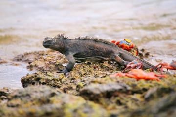 Marine Iguana on Chinese Hat island, Galapagos National Park, Ec