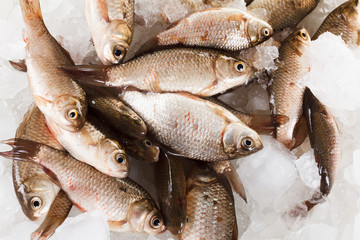 Crucian carp fish on ice as background