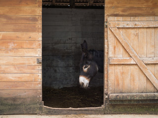 hungarian black donkey