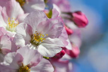 Cherry Blossoms
