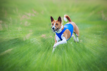 Basenji dog running on lure coursing competition