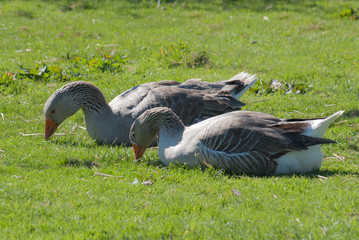 Two grey geese eating next to each other in a field