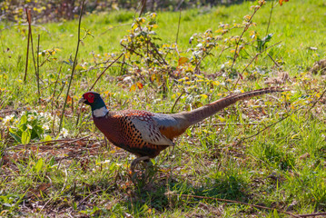 Male pheasant running in a field