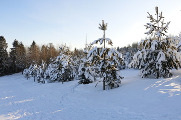 Obraz premium Заснеженные ели зимним солнечным днем