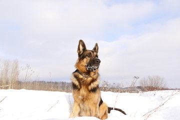 Собака немецкая овчарка сидит в снежном поле зимним днем