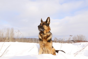 Собака немецкая овчарка сидит в снежном поле зимним днем