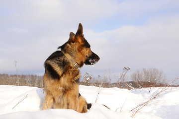 Собака немецкая овчарка сидит в снежном поле зимним днем