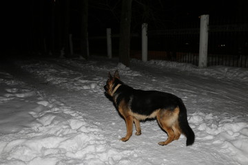 Собака немецкая овчарка во время охраны территории зимней ночью