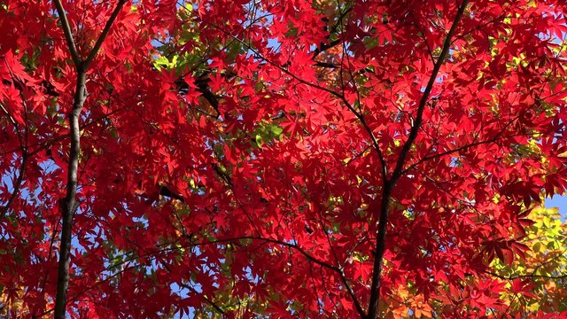 Bright red leaves of Japanese Maple (Acer palmatum) at autumn.