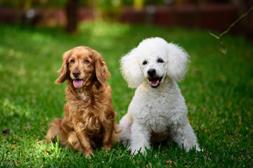 poodle and cocker spaniel