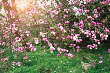 Store enrouleur sans perçage Magnolia fleurs de magnolia