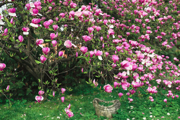 magnolia flowers