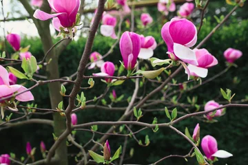 Cercles muraux Magnolia fleurs de magnolia