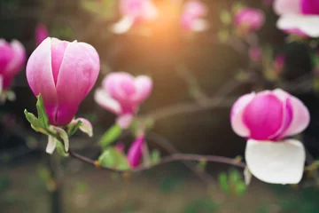Foto auf Acrylglas Magnolie Magnolienblüten