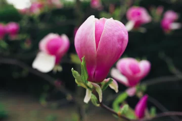Afwasbaar Fotobehang Magnolia magnolia flowers