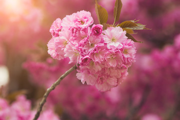 beautiful sakura blossom bloom