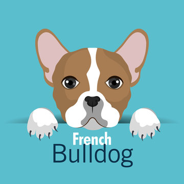 bulldog breed design 