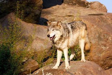 Gray wolf (Canis lupus)