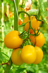 Branch of yellow tomato