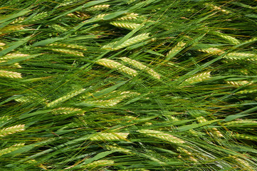 Laying down straws of barley