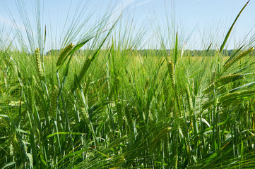 Fototapeta premium Barley field with green ears