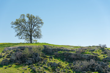Obraz premium Lonely tree on rocks and green landscape