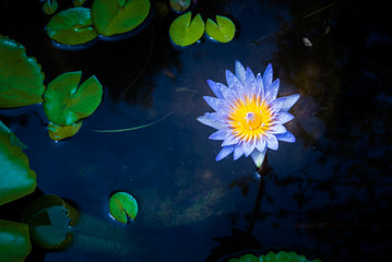 beautiful lotus flower in water among the lotus leaf