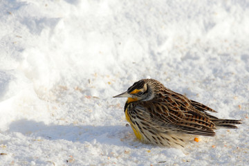 Eastern meadowlark hunched on snow