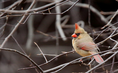 Female cardinal perched in a tree