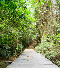 A wooden bridge in the mangrove forest