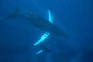 Mother and Calf Humpback Whales in Blue Water