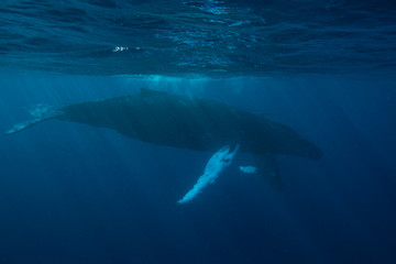 Fototapeta premium Mother and Calf Humpback Whale