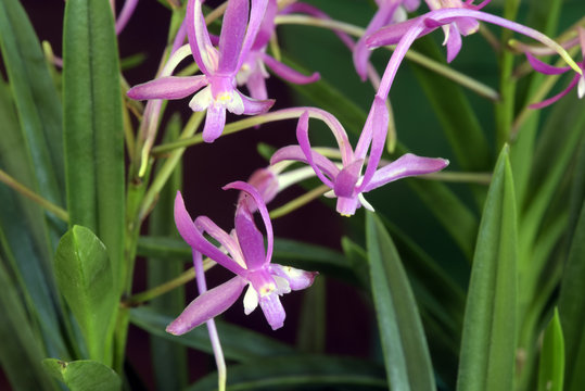 Fototapeta Orchid of the Neofinetia falcata species