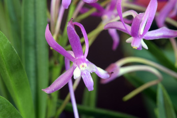Orchid of the Neofinetia falcata species