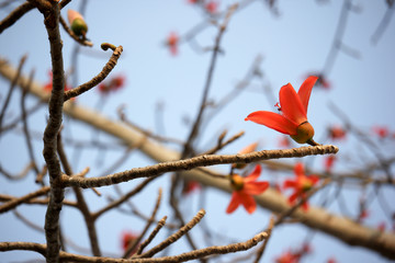 Bombax ceiba tree