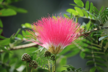 Pink Red Powder Puff