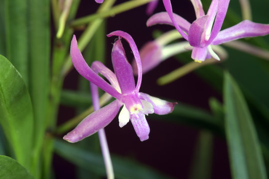 Fototapeta Orchid of the Neofinetia falcata species