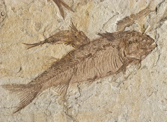 Fossilized Fish