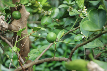 Green lemon on tree