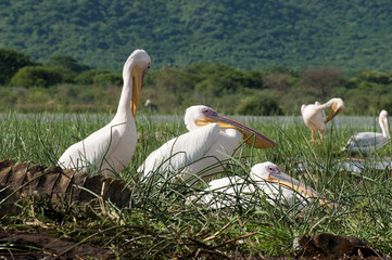 pelikany z Jeziora Chamo