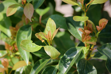 Fototapeta na wymiar Leaf of Cinnamomum camphora tree