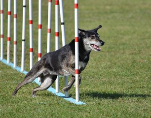 Mixed-Breed Dog at Agility Trial