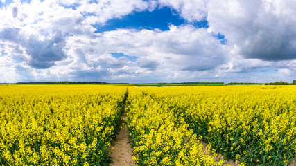 Rapsfeld im Sommer
