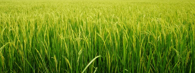 Photo sur Plexiglas Herbe rice plant in rice field